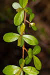 Small-leaf arrowwood